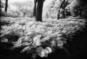 Shahidul Alam | Floating Forest | 1983 | Giclee print on Hahnemühle Fine Art Photo Rag Ultra Smooth 308 gsm. Limited edition 1 of 3 | 27 x 40 Inches