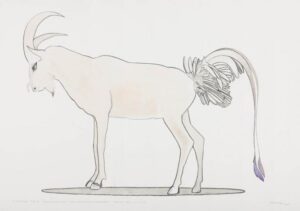 Surendran Nair | A preliminary study for Jemlahicus Gollus Hireus: Flore & Fauna | 2010 | Charcoal & watercolour on paper | 27.5 x 39.5 Inches