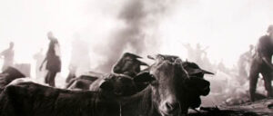 Uche Iroha | goats | 2005 | C. Print on Aluminum (Dibond) | 39 x 19 inches Inches